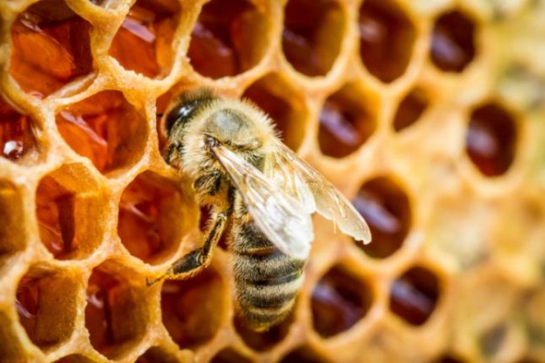 abeilles1